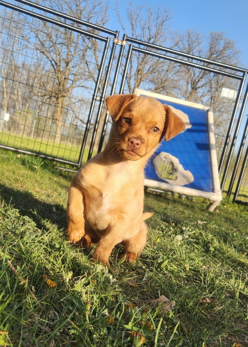 Arlo