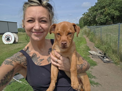 Arlo, an adoptable dog