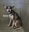 Cora