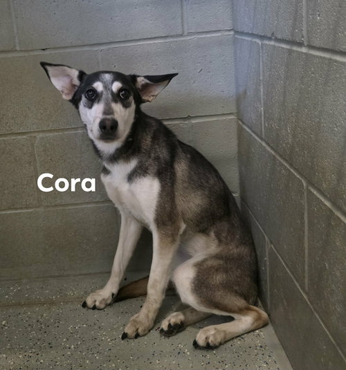 Cora