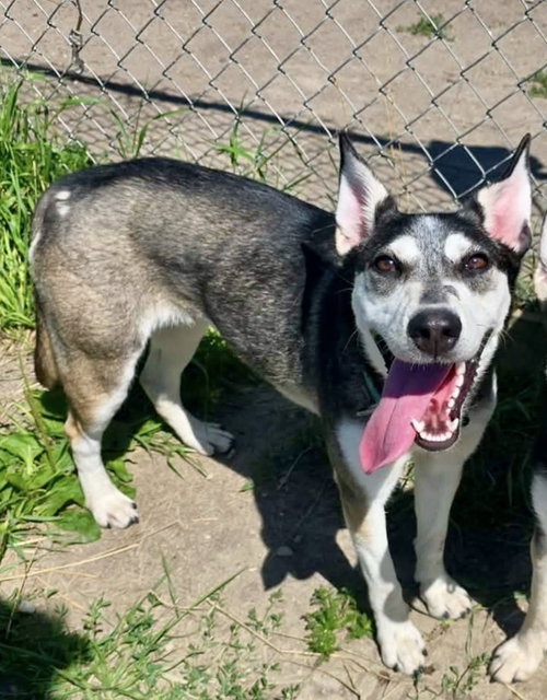 Cora