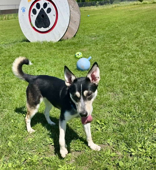 Sage, an adoptable dog