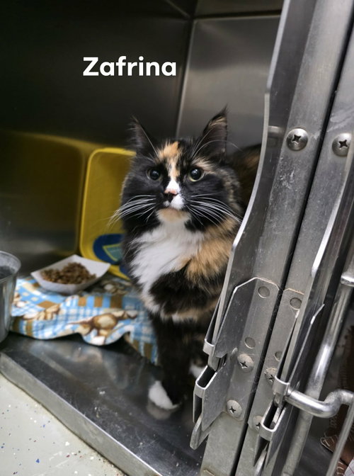 Zafrina