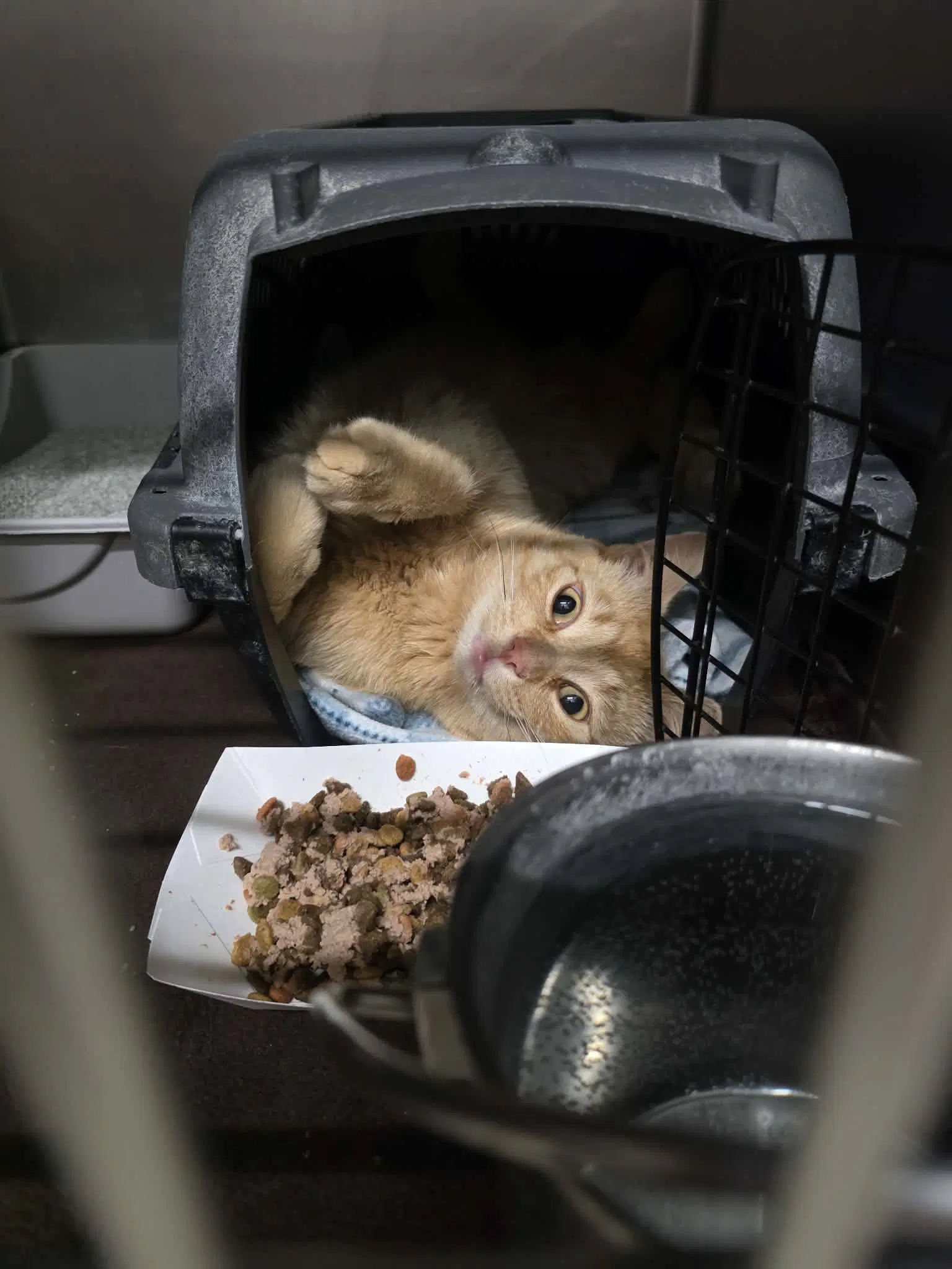 Oliver - Domestic Short Hair