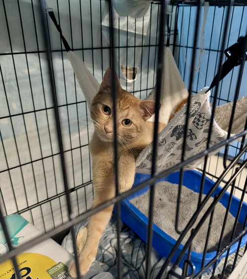 Photo 2 of Oliver