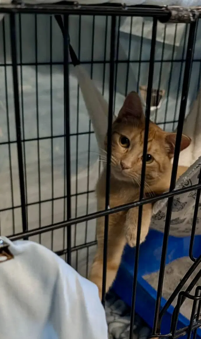 Oliver image 3