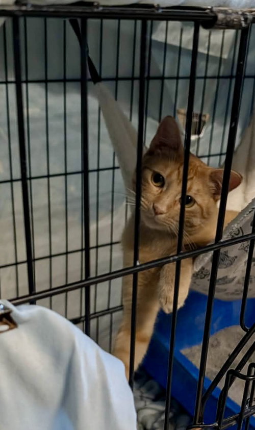 Photo 3 of Oliver