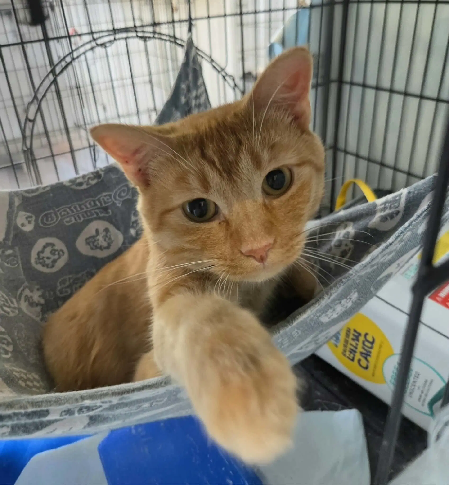 Oliver image 4
