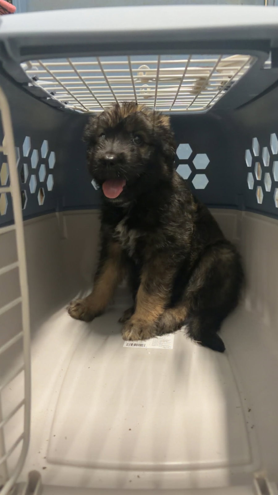 Koda
