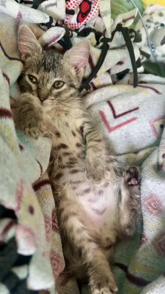 Dandy - Domestic Short Hair