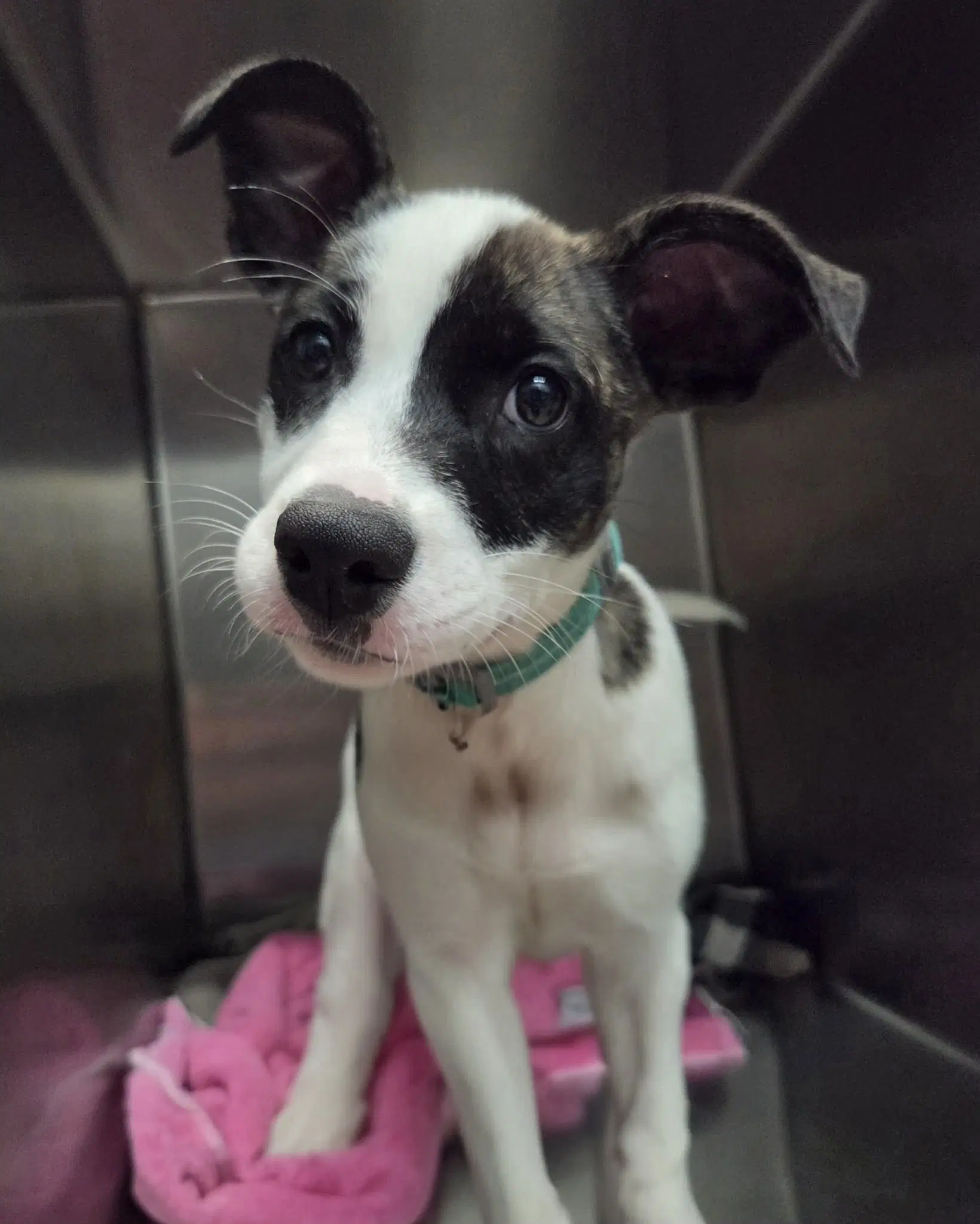 Vega - Pit Bull Terrier