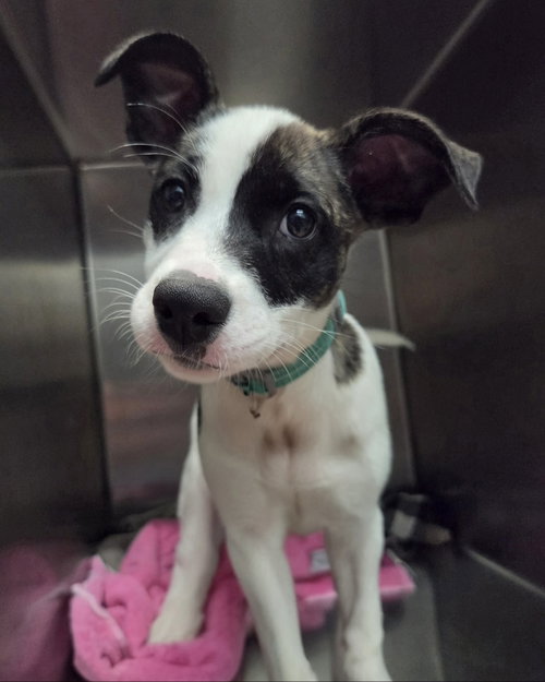 Vega, an adoptable dog