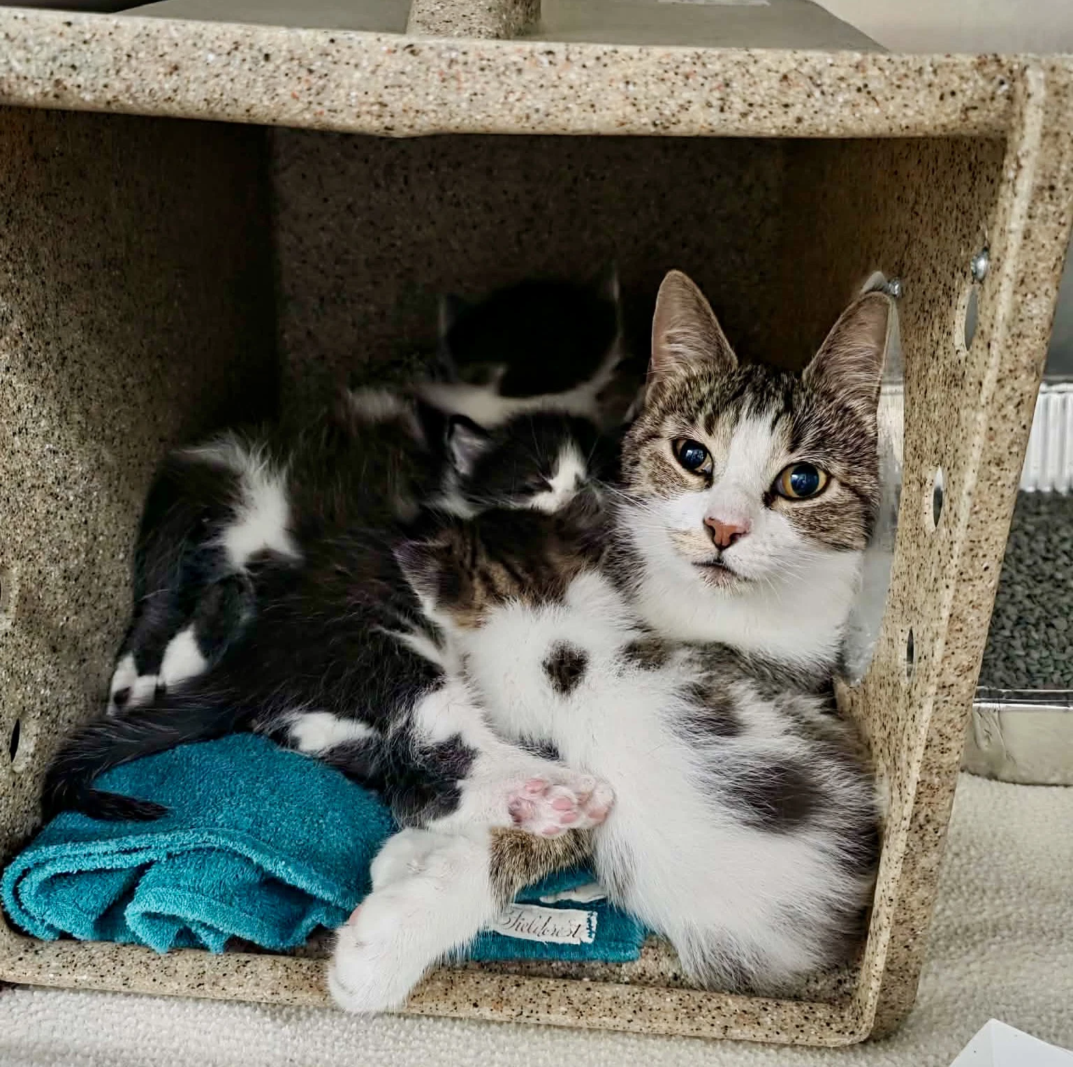 Mama M