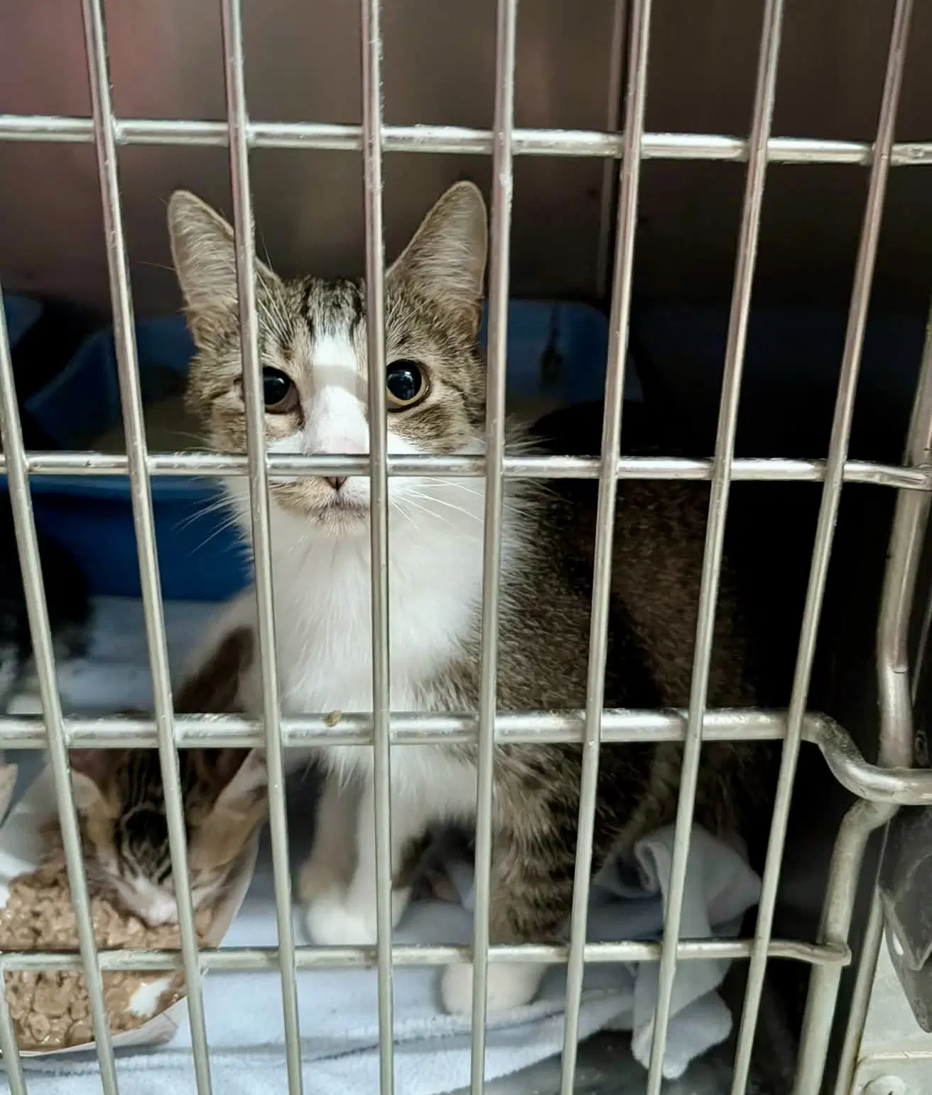 Mango - Domestic Short Hair