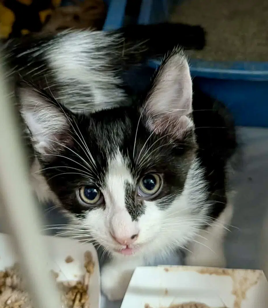 Mango Kitten - Domestic Short Hair