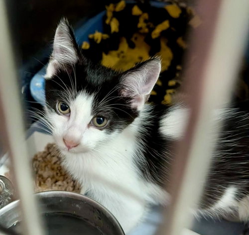 Photo 2 of Mango Kitten #2