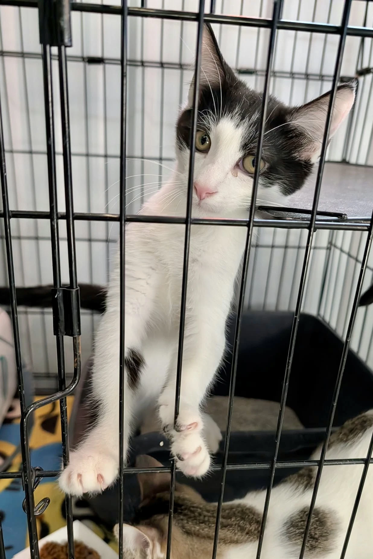 Mango Kitten