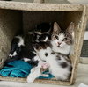 Mama M Kitten #3