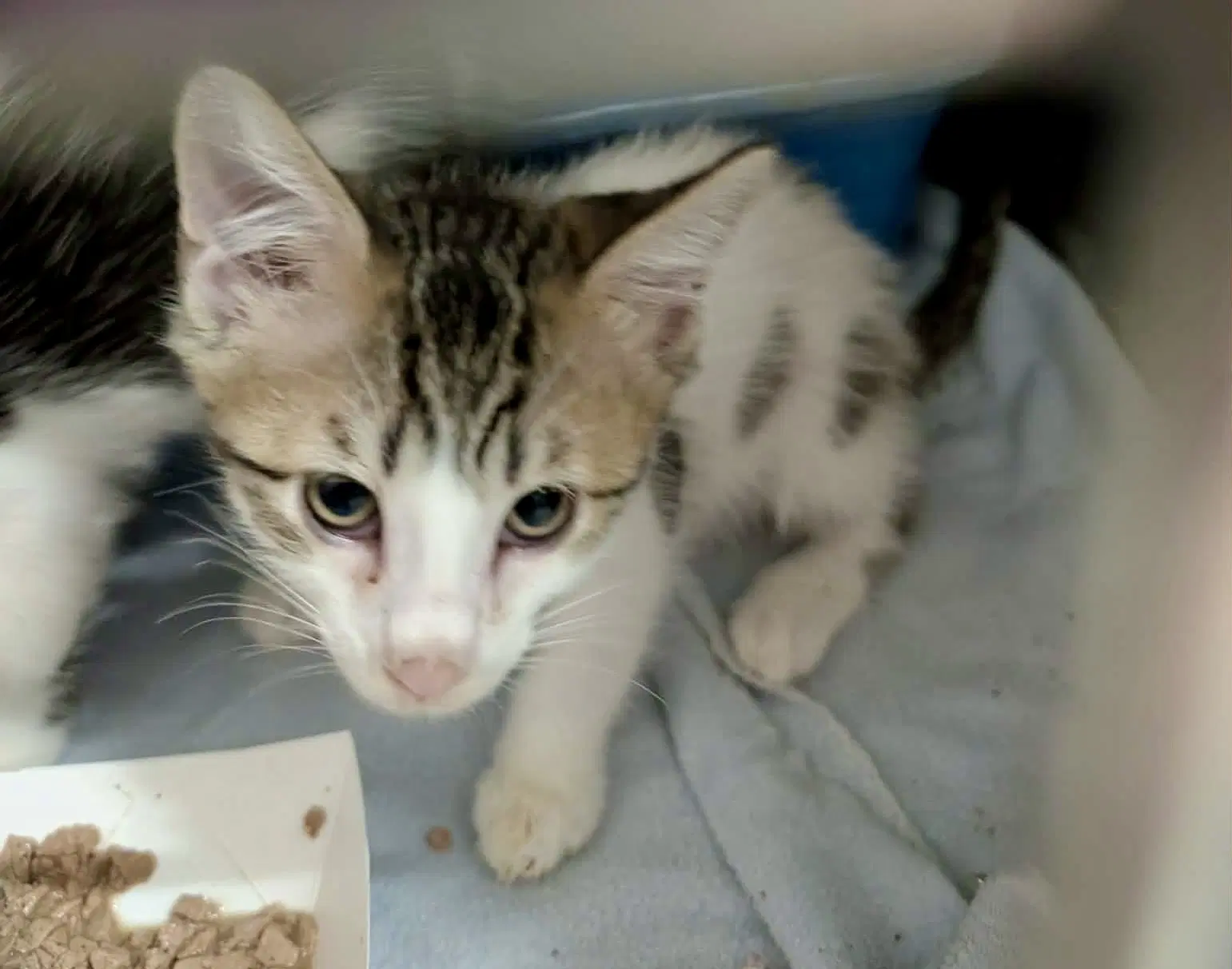 Mango Kitten - Domestic Short Hair