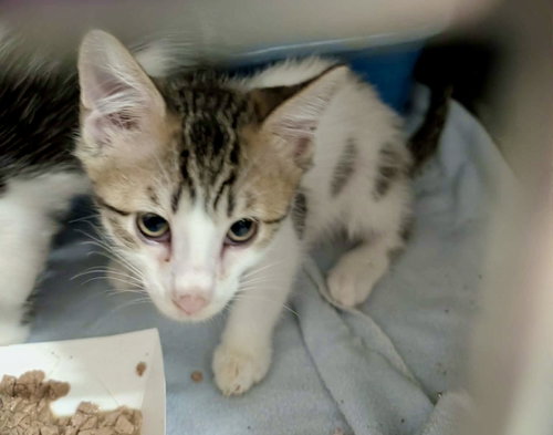 Mango Kitten #3, a cat for adoption from Marshmallow Foundation