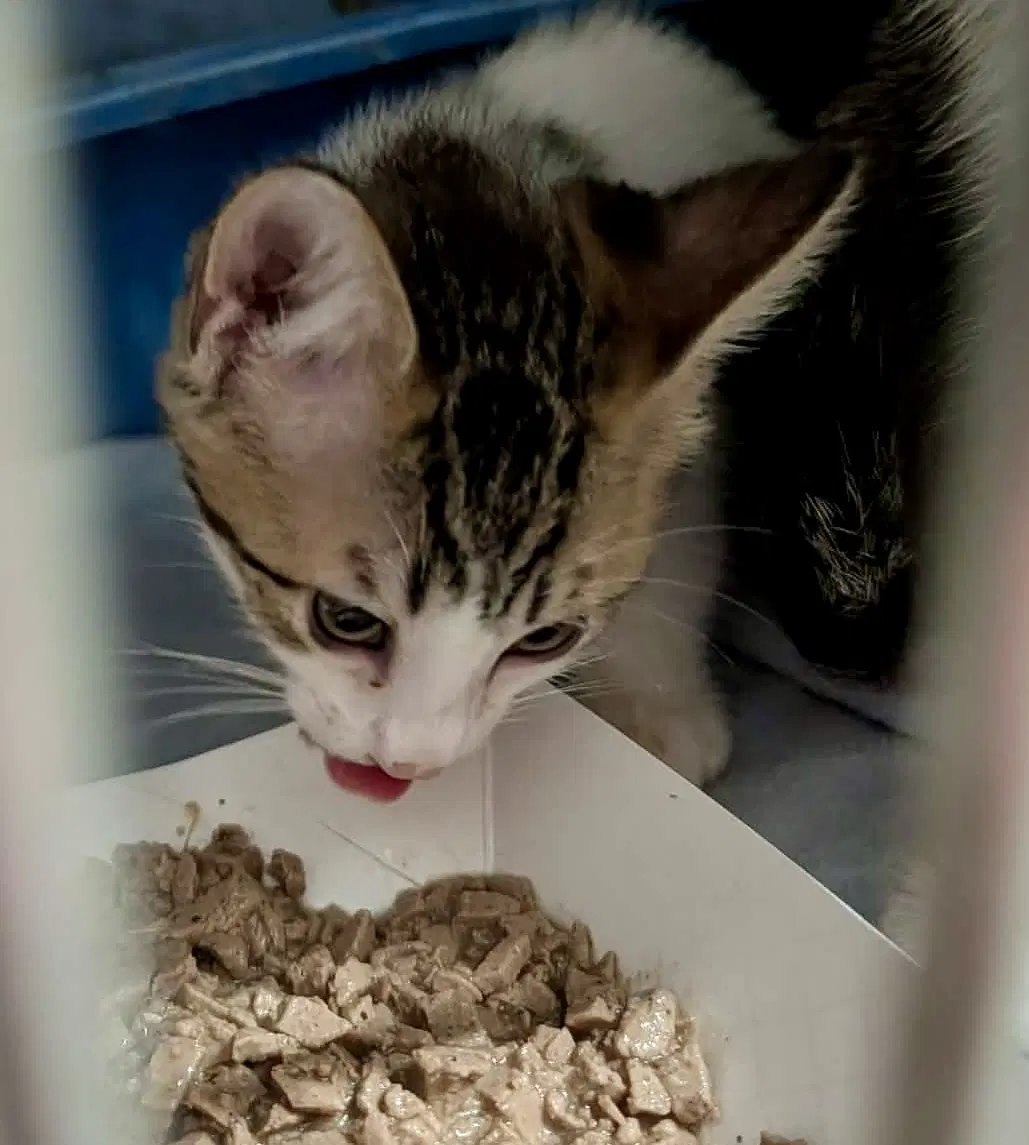 Mango Kitten image 3