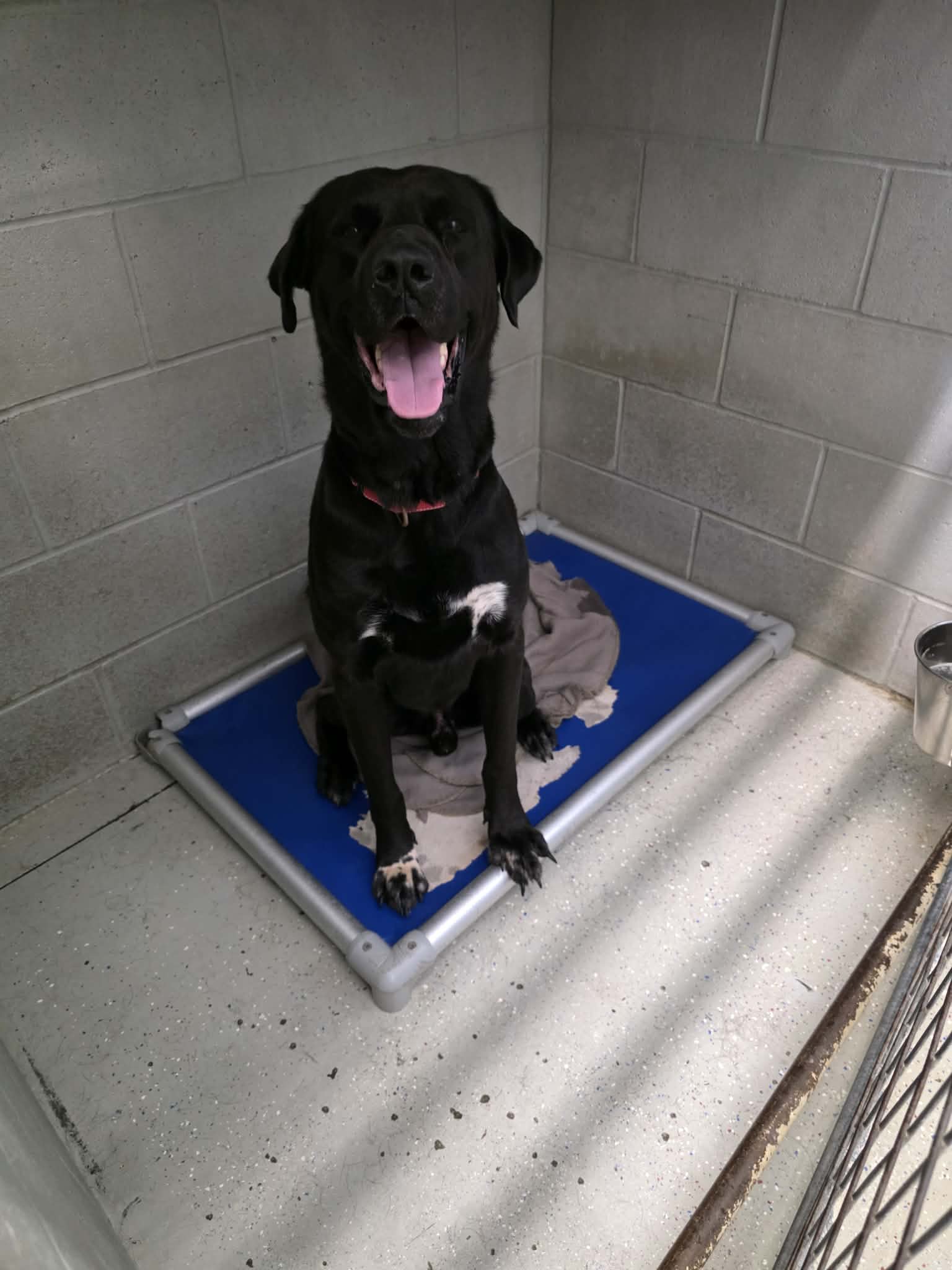 Major, Labrador Retriever