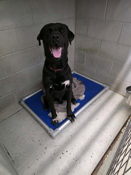 Major, an adoptable dog