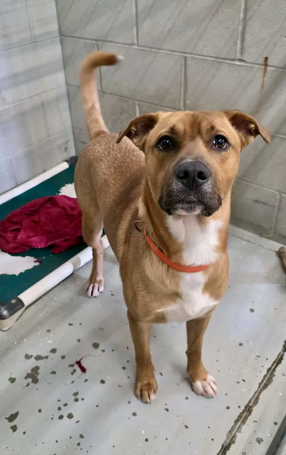 Buckley - Pit Bull Terrier