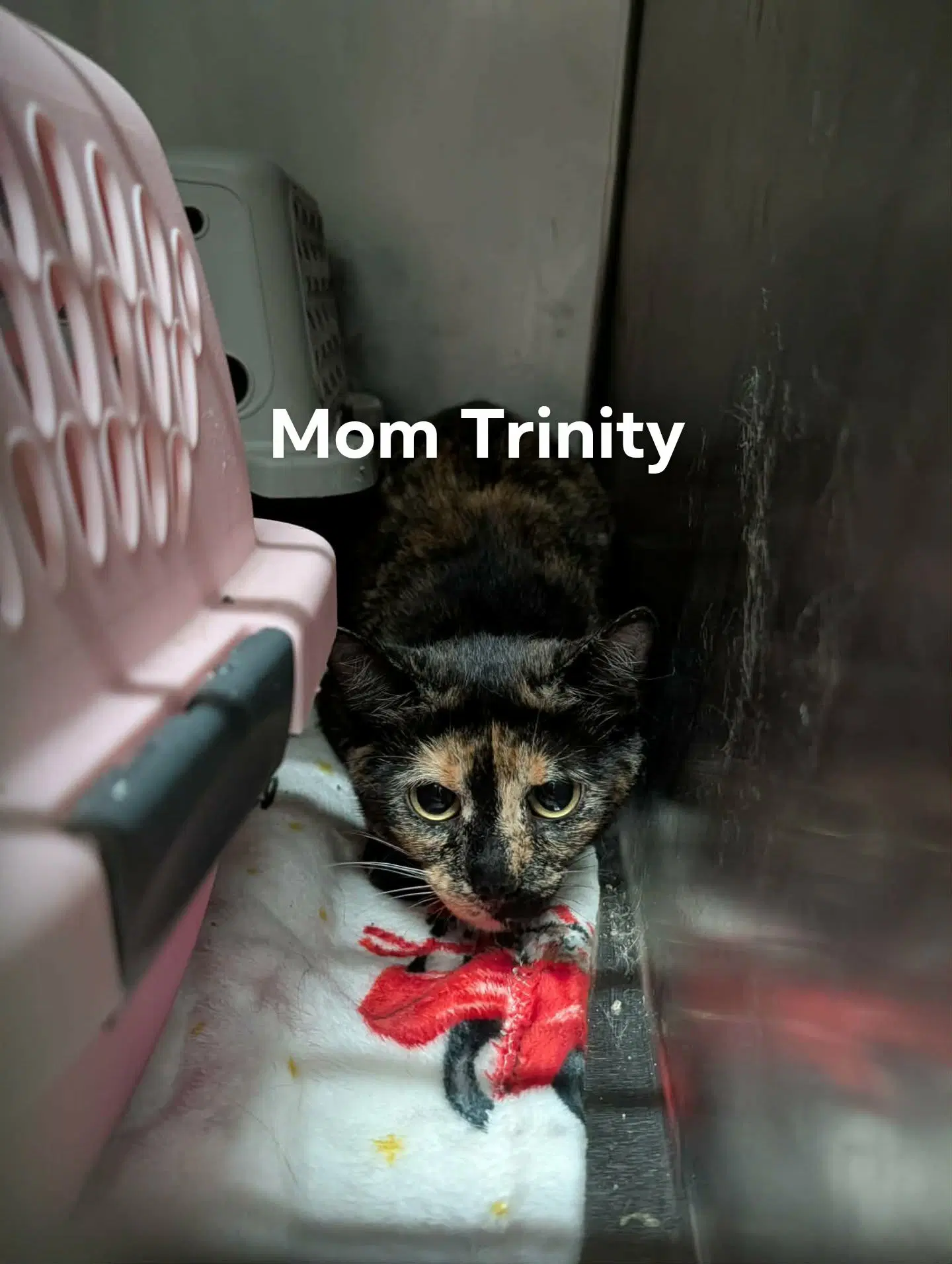 Mama Trinity - Domestic Short Hair