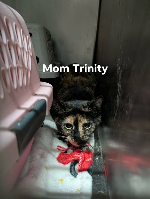 Mama Trinity, a cat for adoption from Marshmallow Foundation