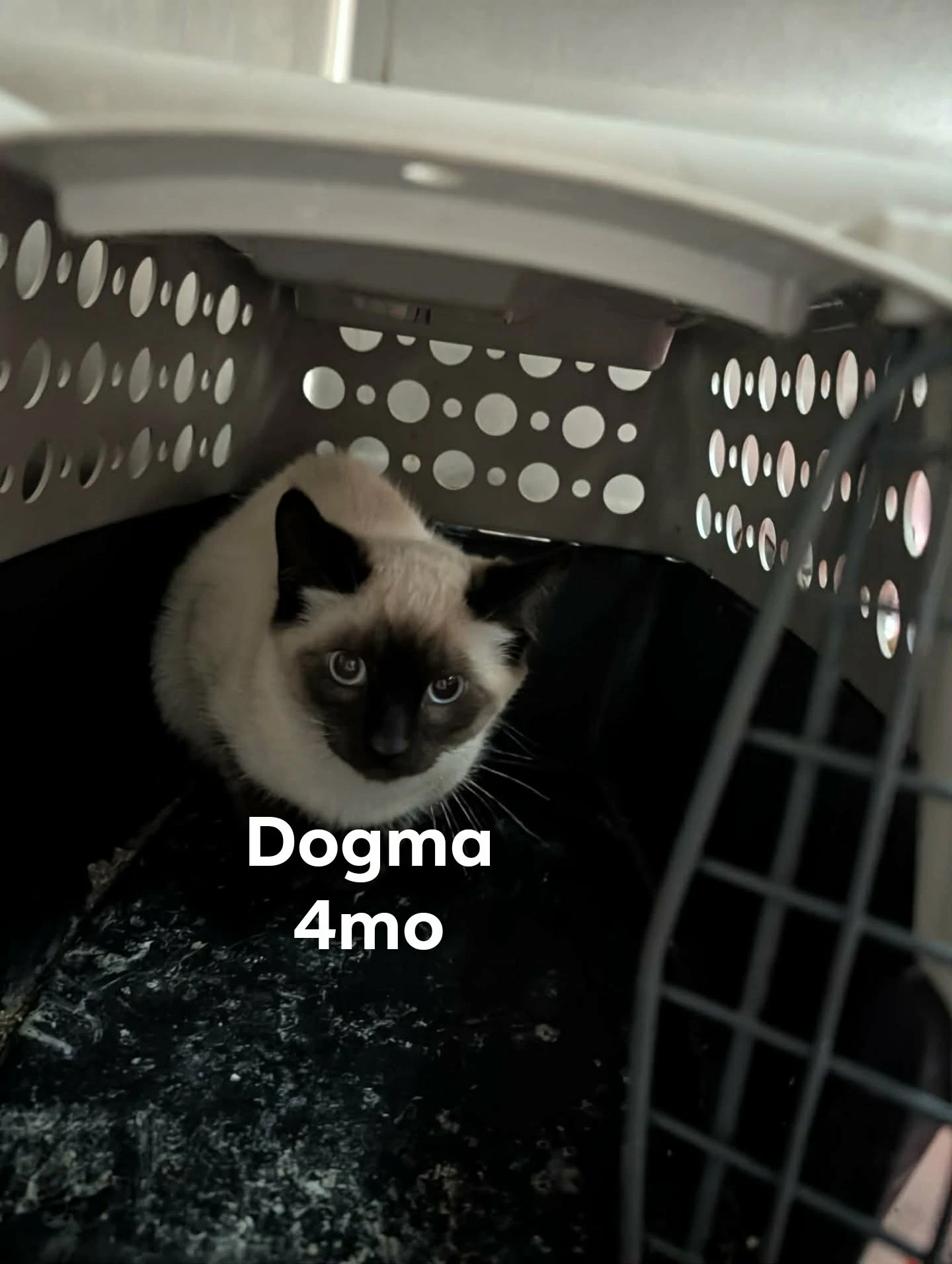 Dogma