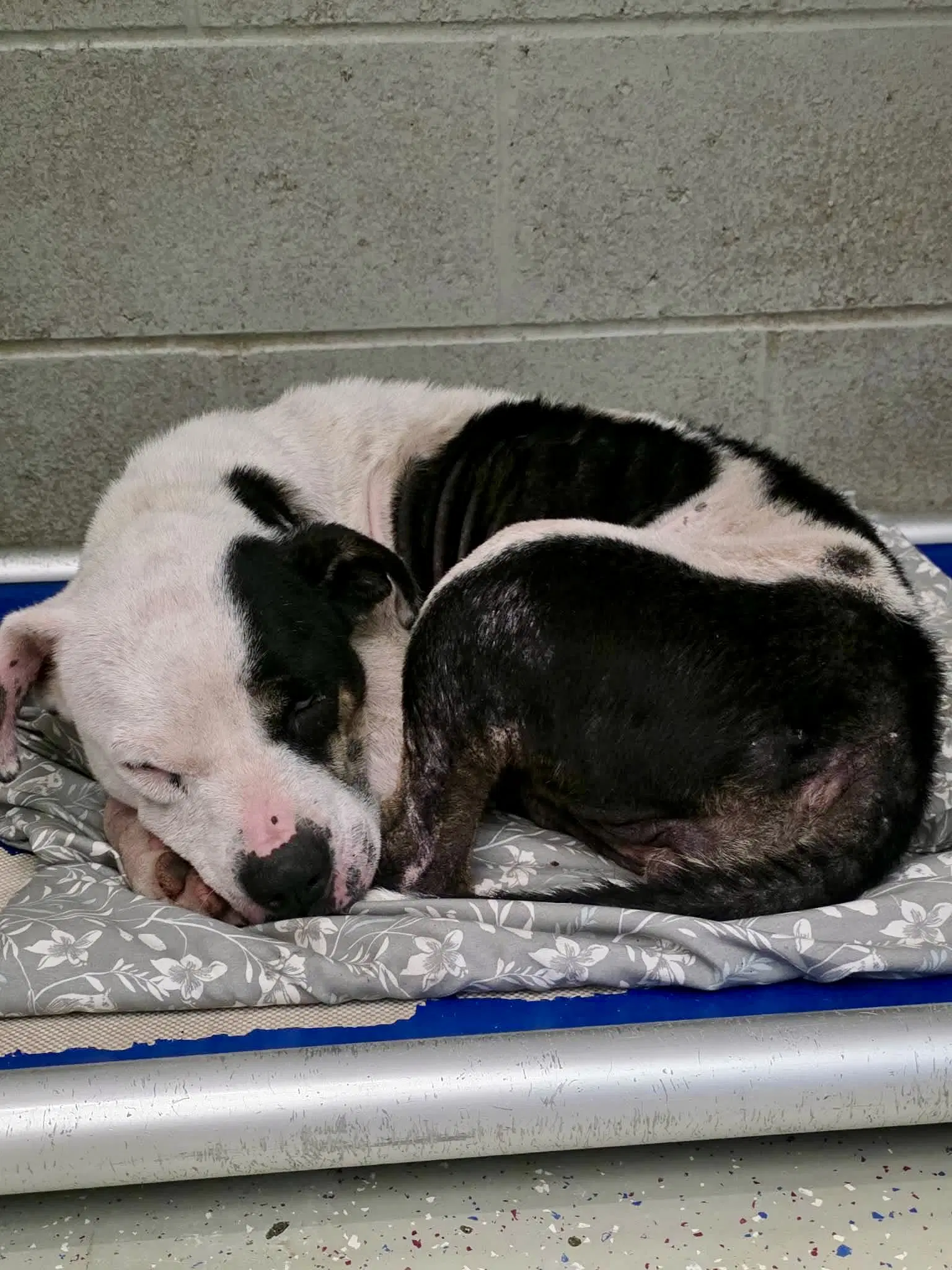 Bessie - Pit Bull Terrier
