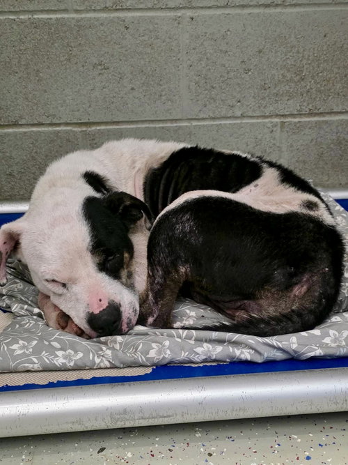 picture of the dog needing adoption