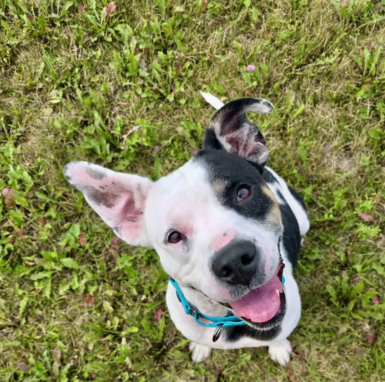 Bessie - Pit Bull Terrier