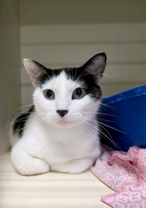 picture of the cat needing adoption