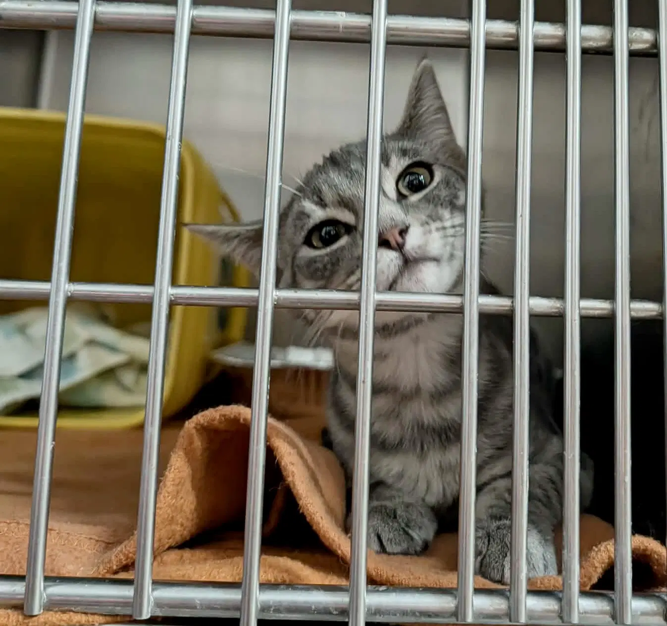 Fajita - Domestic Short Hair