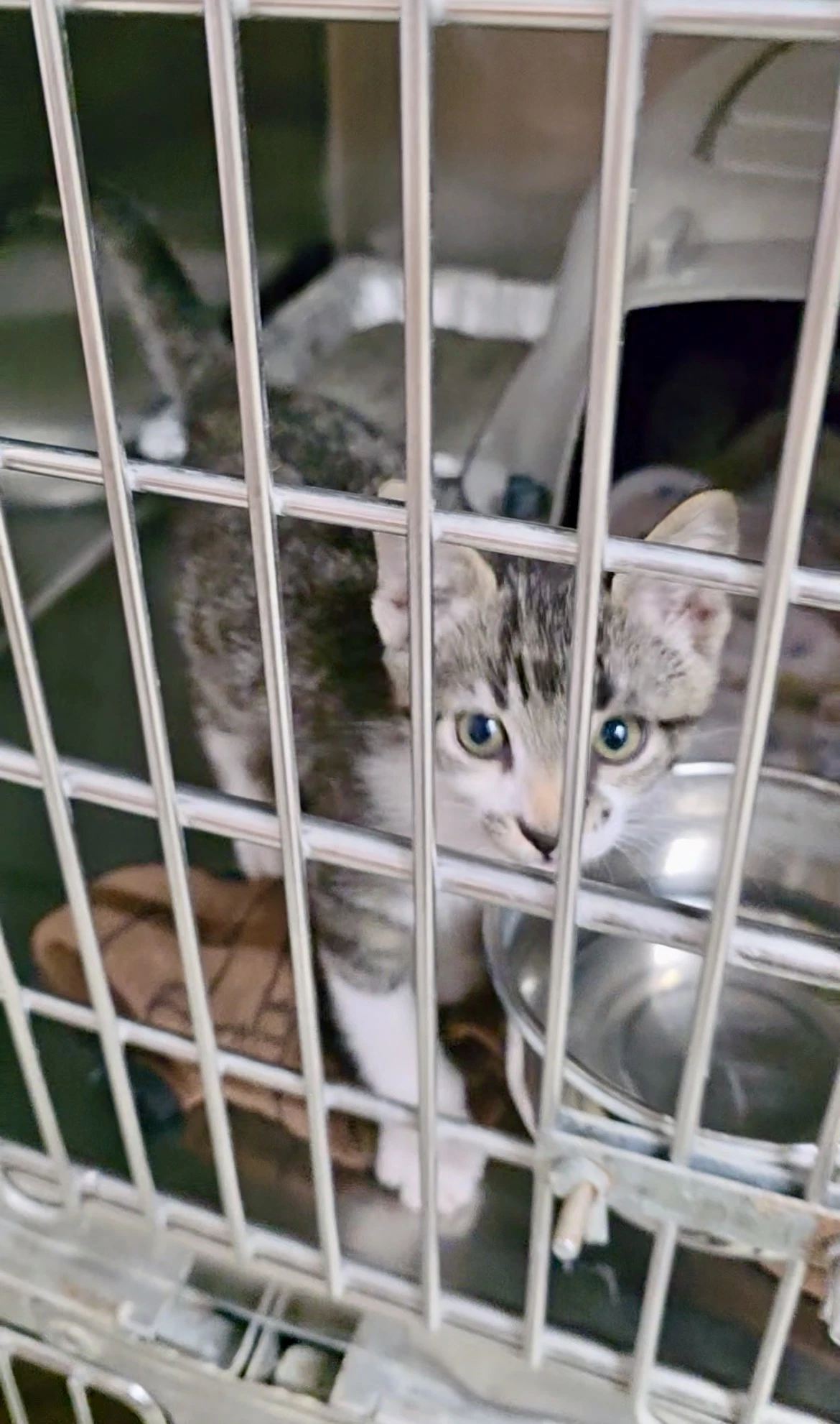 Kitten