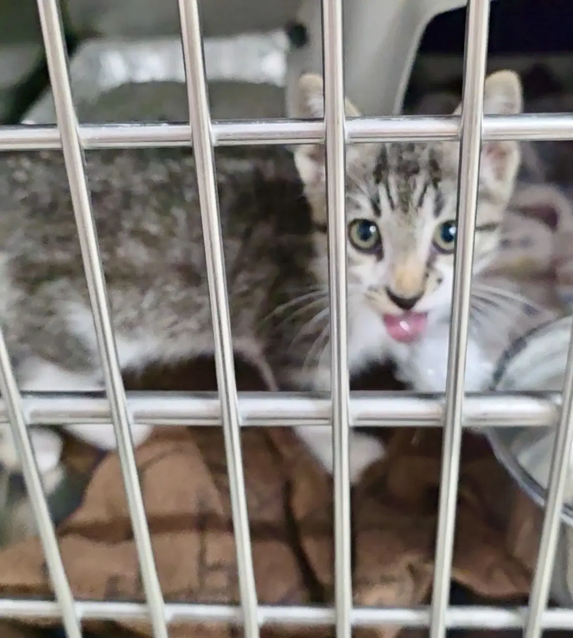 Kitten image 2