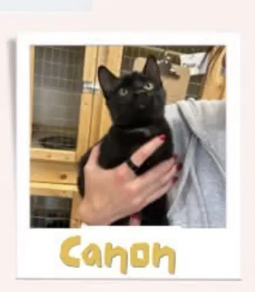 Canon - Domestic Short Hair