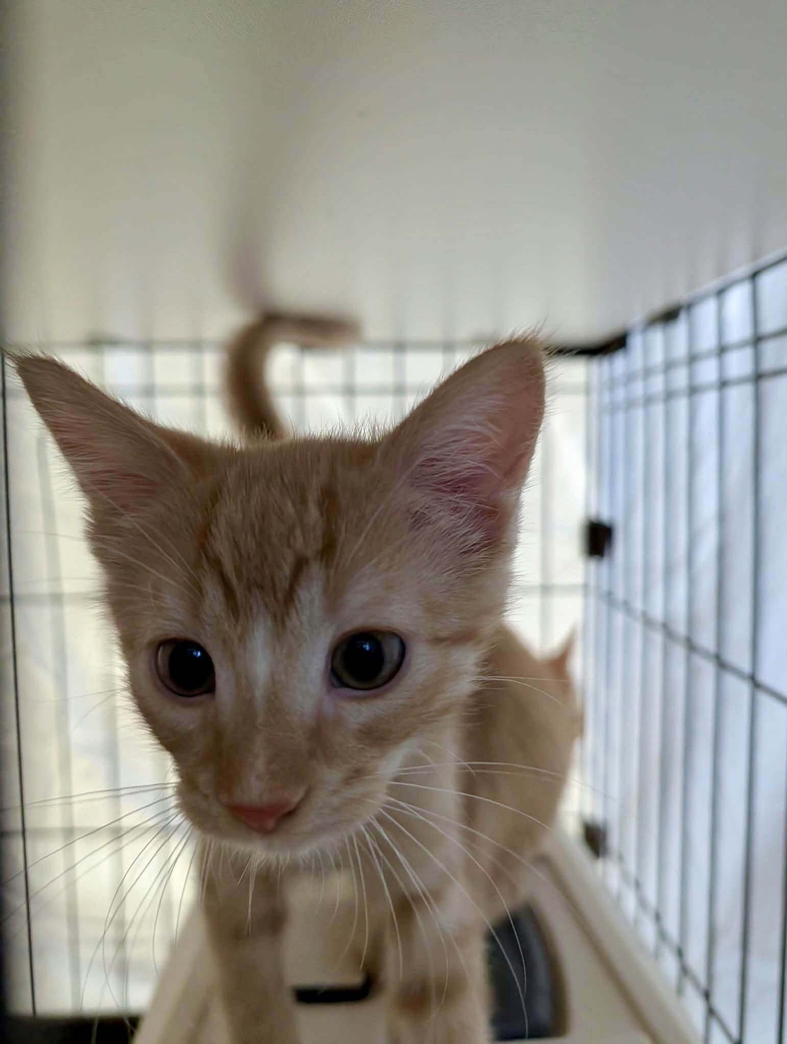 Clementine