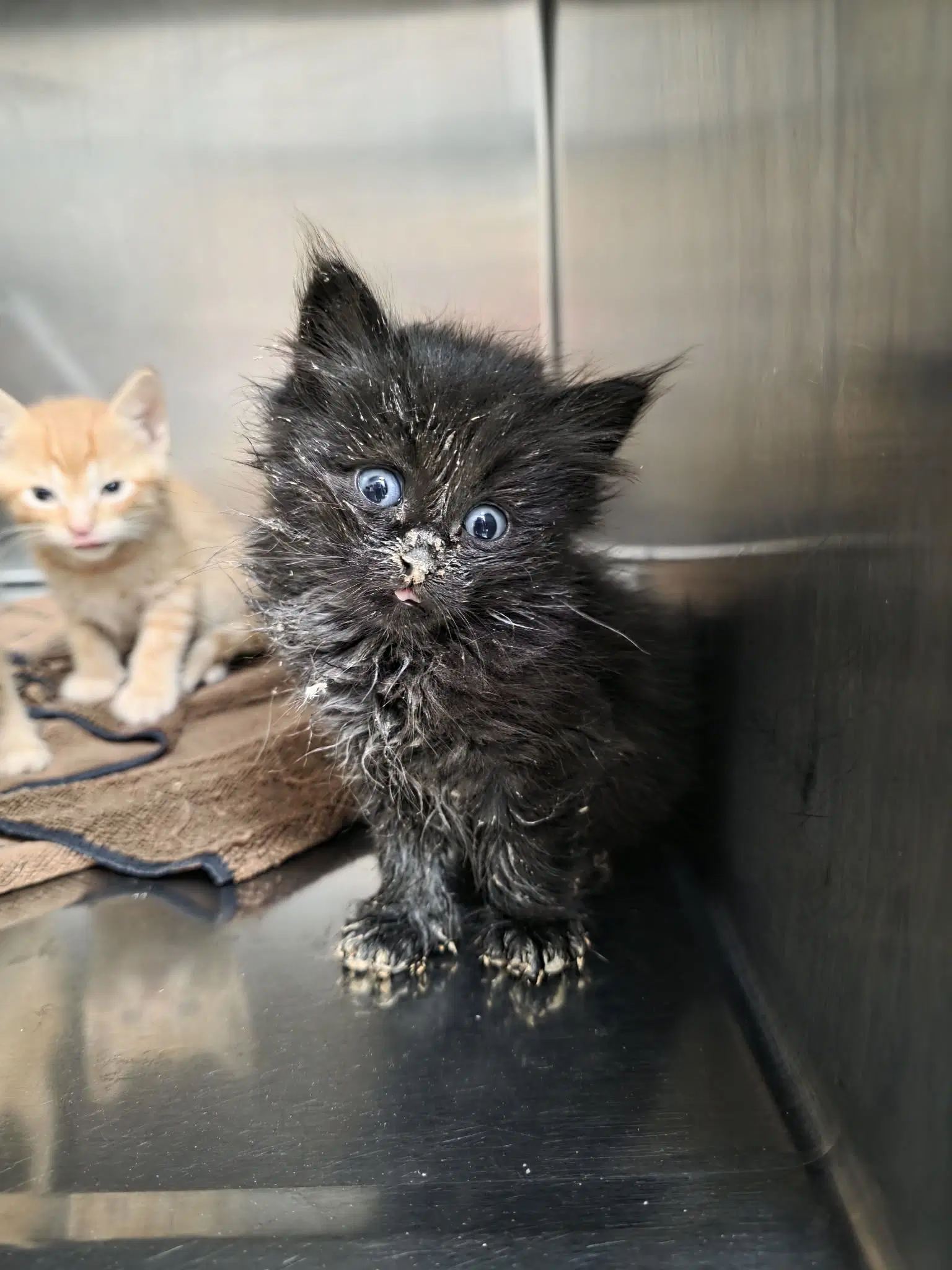 Apple - Domestic Short Hair