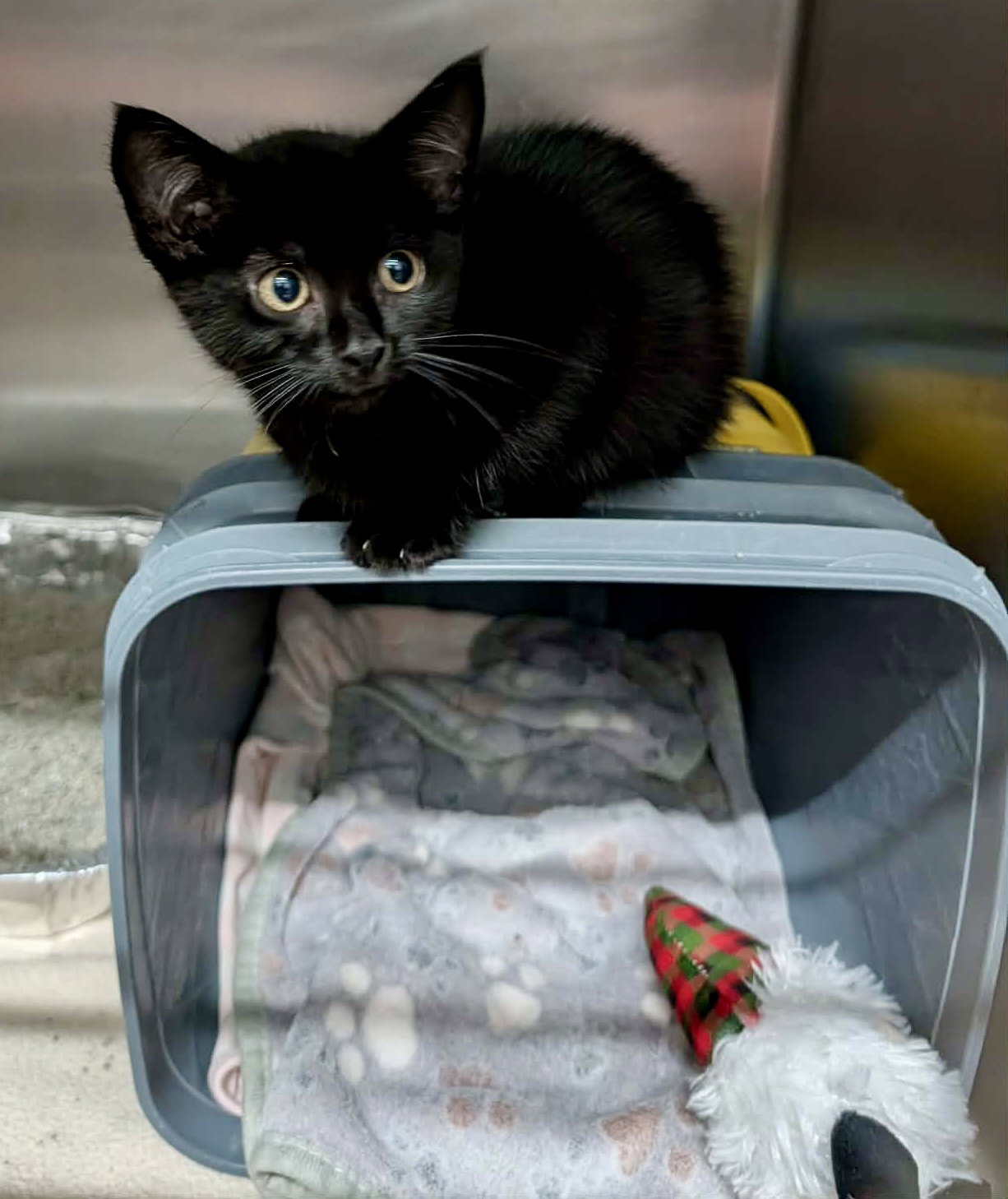 MoonPie, Domestic Short Hair