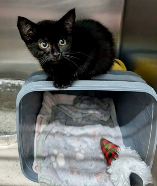 MoonPie, a cat for adoption from Marshmallow Foundation