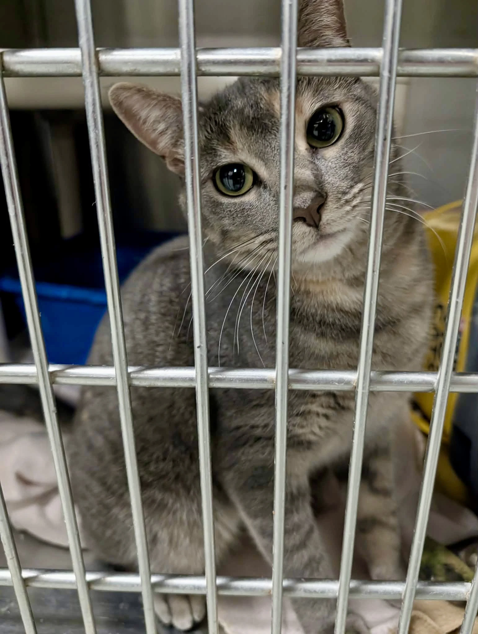 Molly