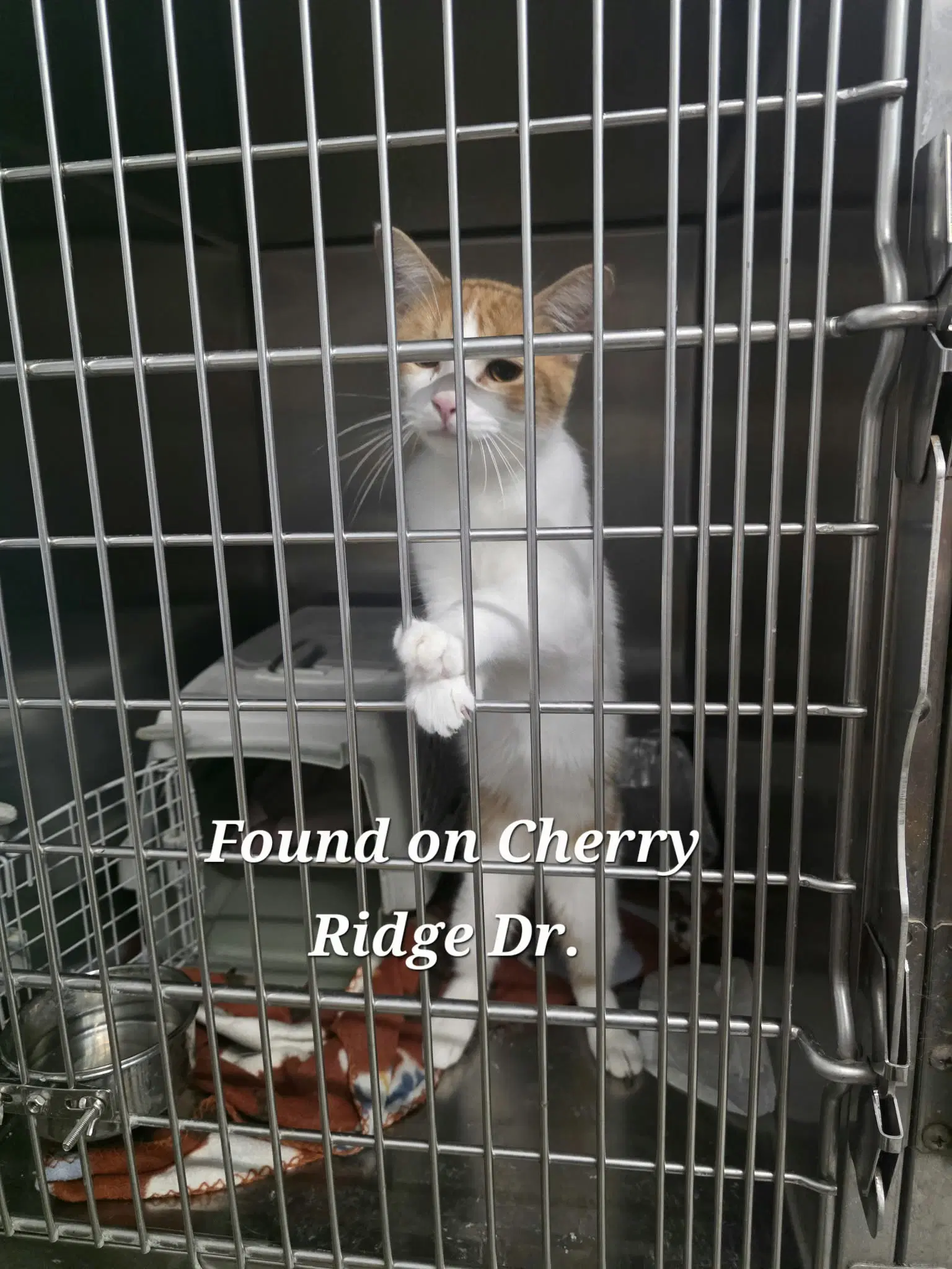 Cam - Domestic Short Hair