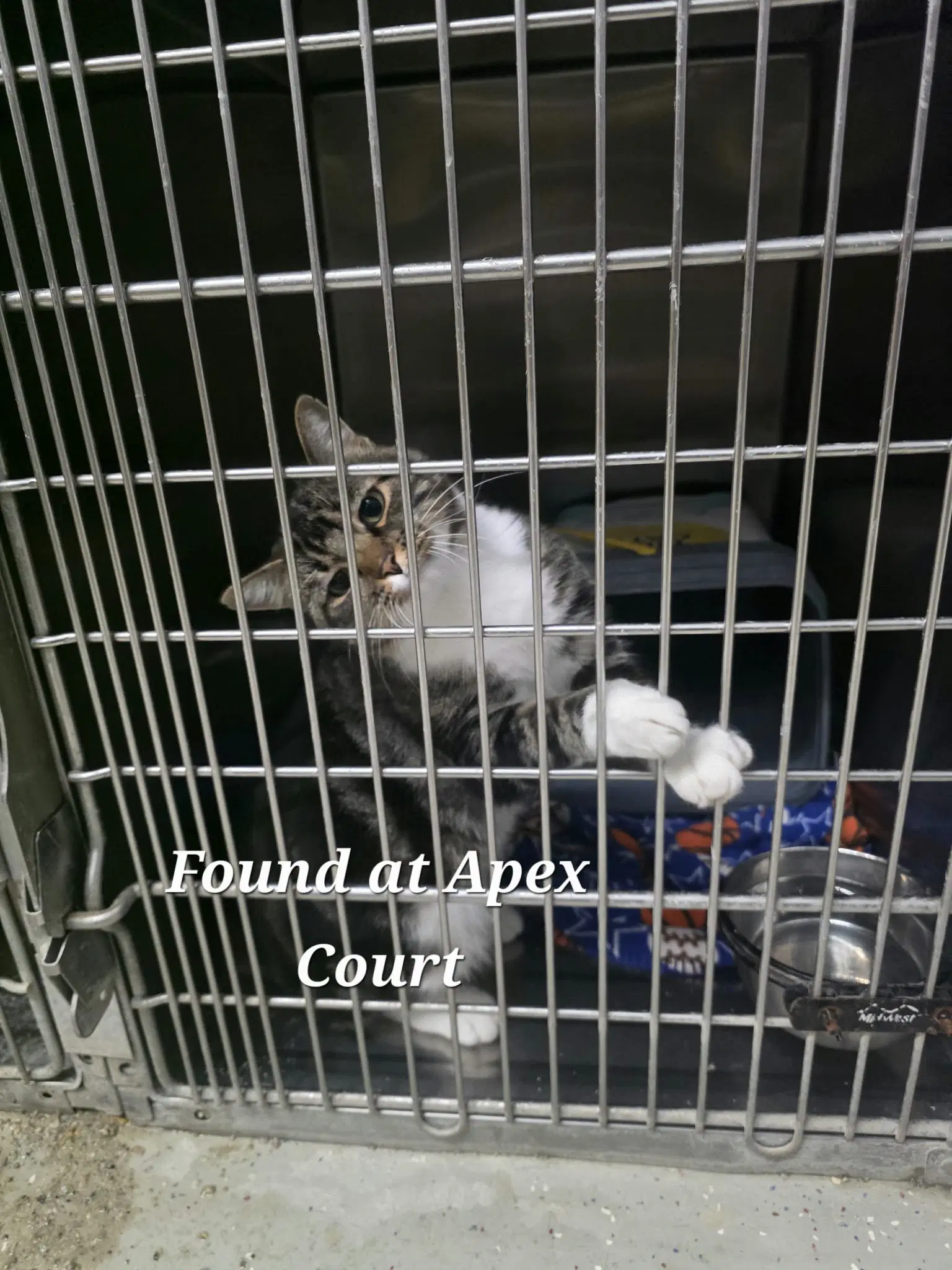 Casparus - Domestic Short Hair