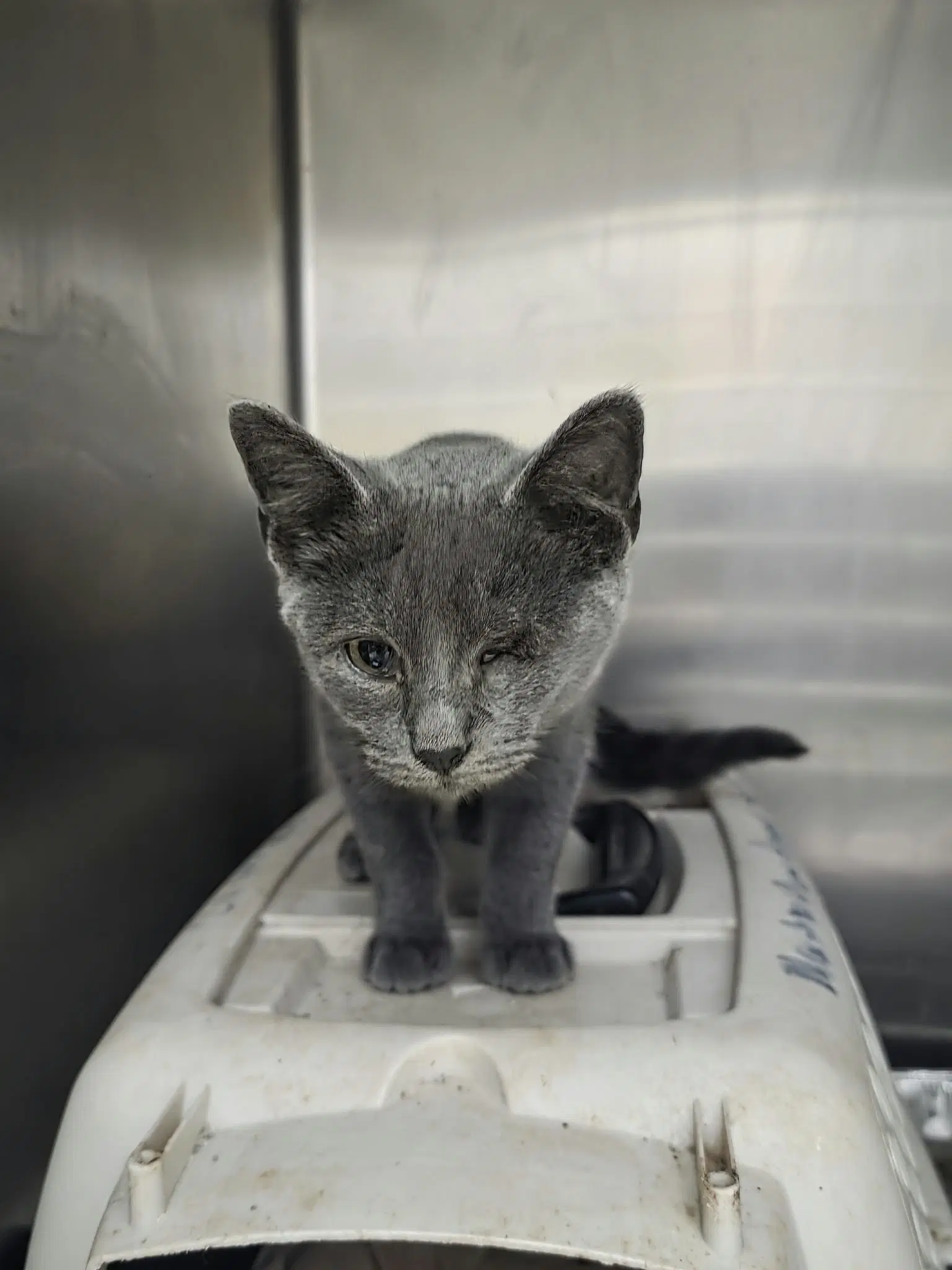 Polly - Domestic Short Hair