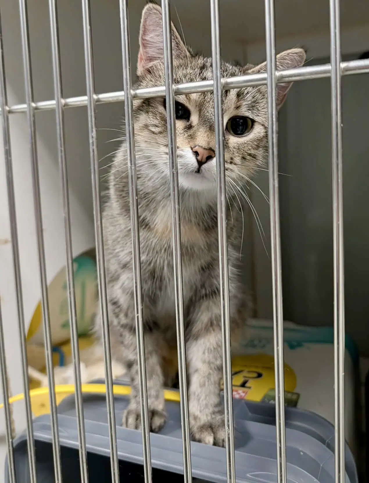 Paige - Domestic Short Hair
