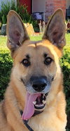 Max D6732 (Milo) - Photo 2