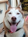 Neena D7481 (was Tootsie - Photo 2